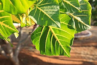 新的《寂静岭》重制版？Konami继续和Bloober合作